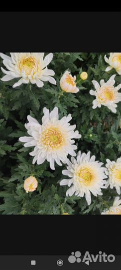 Хризантема