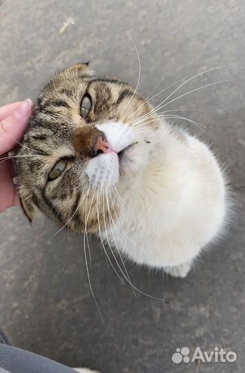 Шотландский вислоухий кот