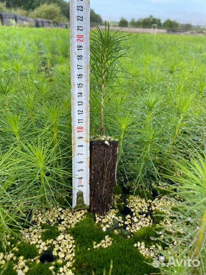 Сеянцы сосны обыкновенной зкс и окс