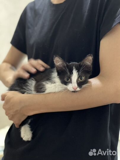 Котенок в поисках семьи