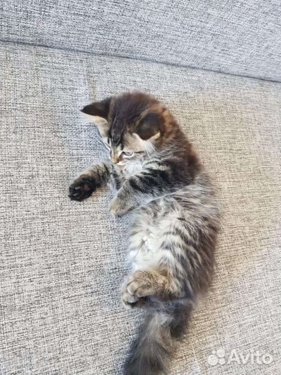 Кошка в дар