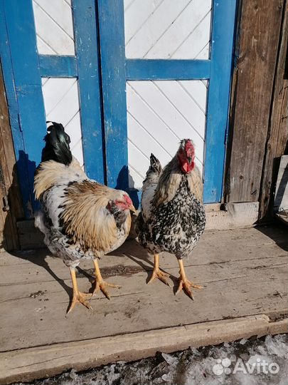 Молодые петухи
