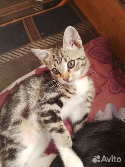 Котята отдам бесплатно