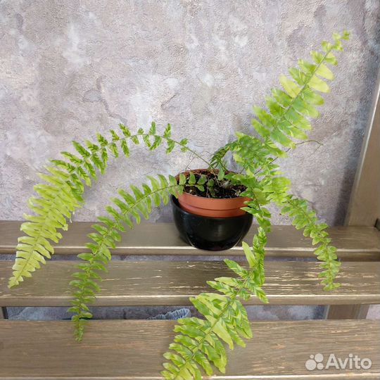 Папоротник нефролепис
