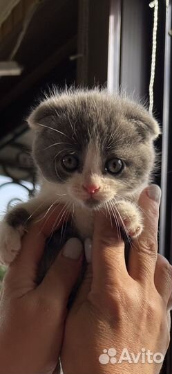 Котята британцы вислоухие