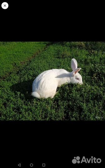 Домашние животные кролики