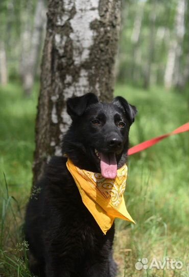 Собака ищет семью