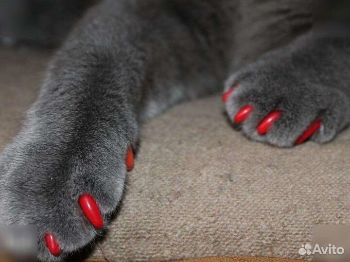 Антицарапки для кошек