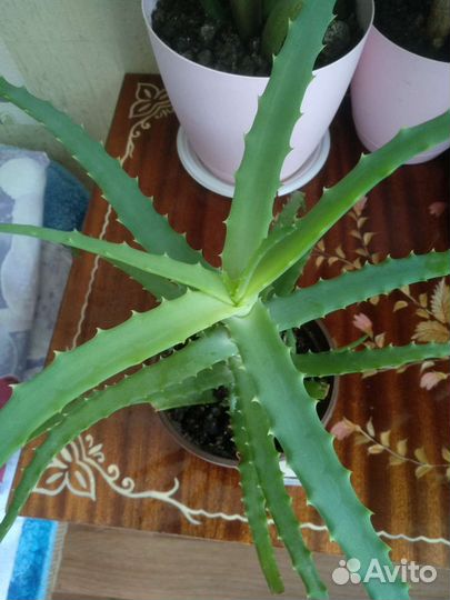 Комнатные растения