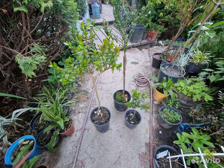 Мирт 2 сорта