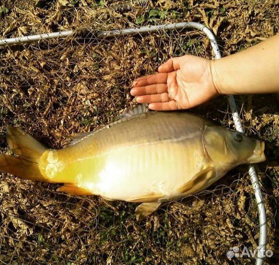 База отдыха с озером