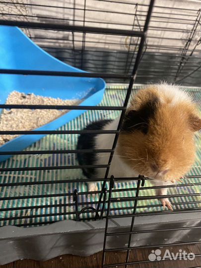 Морская свинка американский тедди