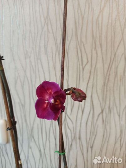 Орхидея фаленопсис бабочка