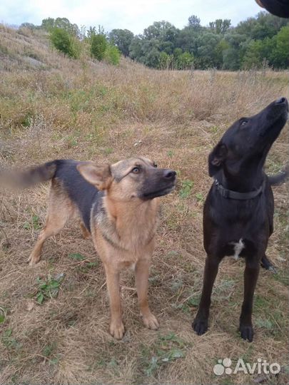 Печальная Муха