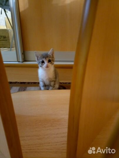 Котёнок в добрые руки