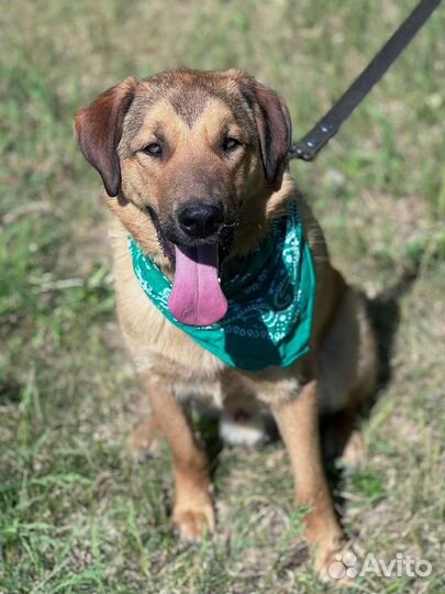 Смурфик собака из приюта Некрасовка