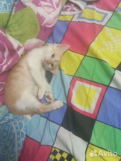 Одинокий котёнок ищет семью