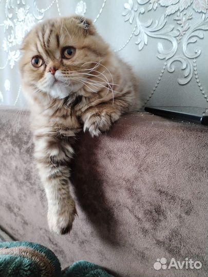 Шотландский вислоухий котенок