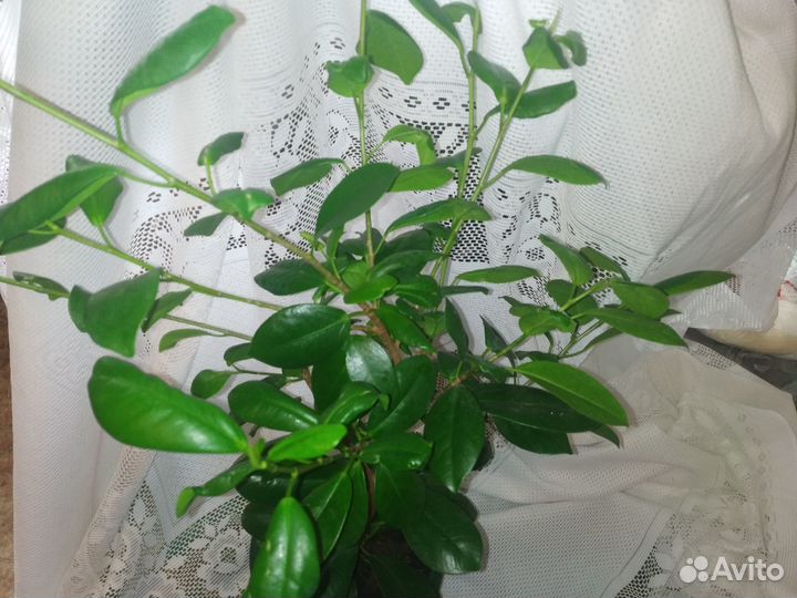 Фикус микрокарпа мокламе (Ficus Moclame)