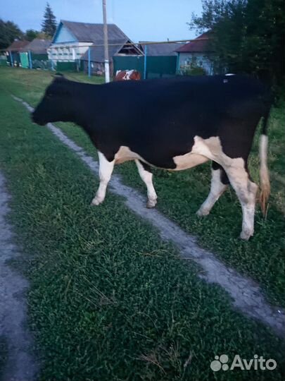 Стельная телочка