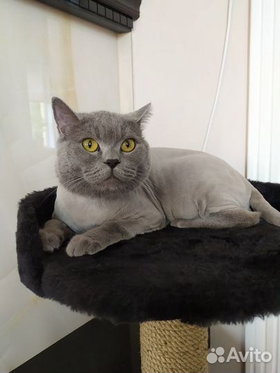 Грумер. Стрижка и вычес кошек (возможен выезд)