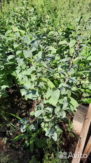 Жасмин (чубушник) полумахровый