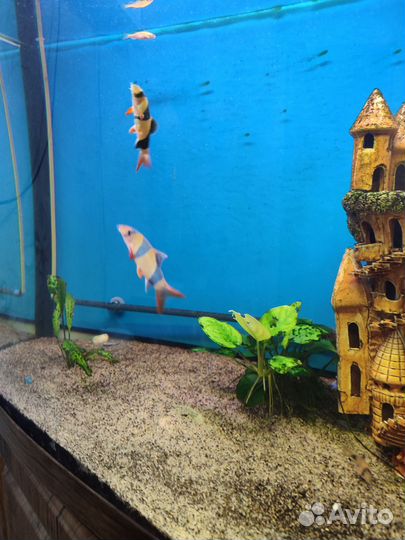 Аквариум с тумбой бу
