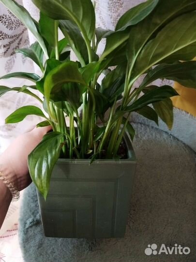 Спатифиллум шопен