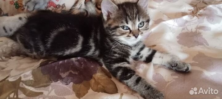 Британские котята