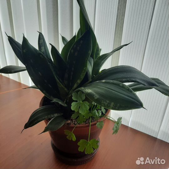 Сансевиерия сортовая