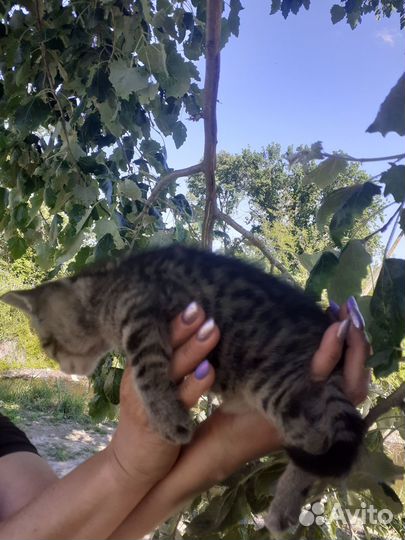 Кошки в добрые руки