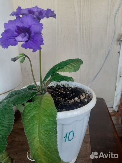 Стрептокарпусы