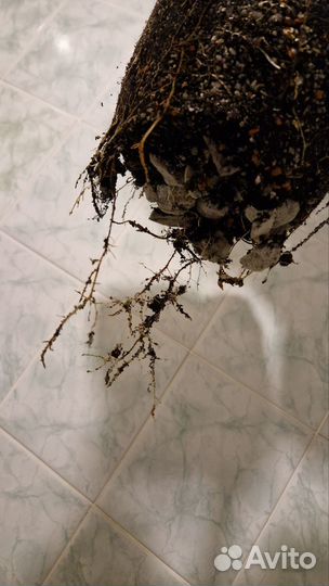 Фикус каучуконосный белиз