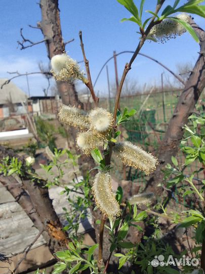 Саженцы верба