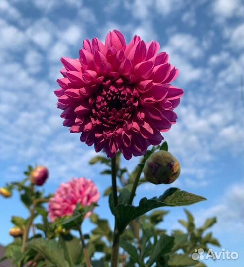 Ирисы,Канны