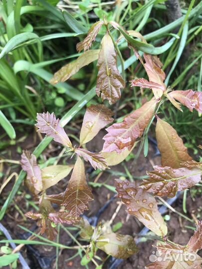 Дубки двухлетки Ю/З район