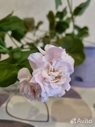 Герань ise rose плющелистная