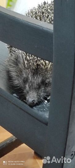 Ёжик домашний в добрые руки