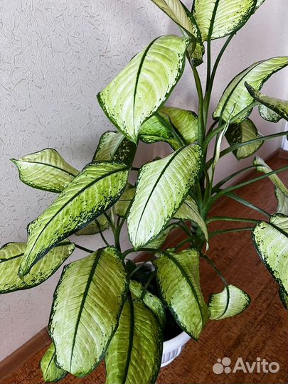 Диффенбахия