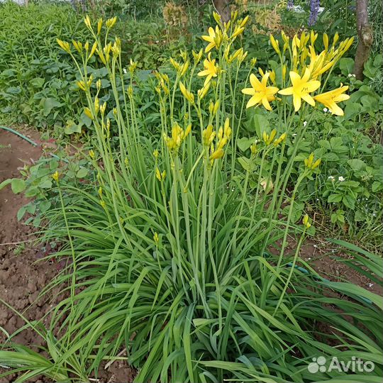 Лилейник, душица, дубок