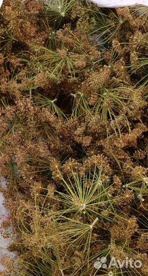 Семена укропа