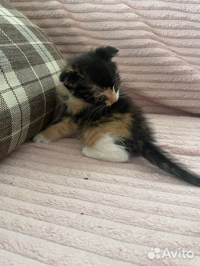 Котятки в добрые руки