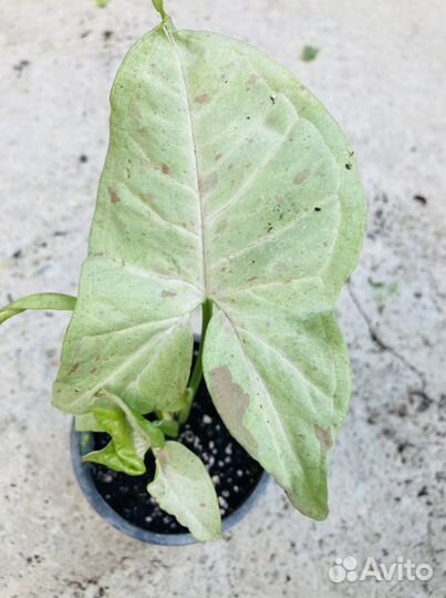 Сингониумы