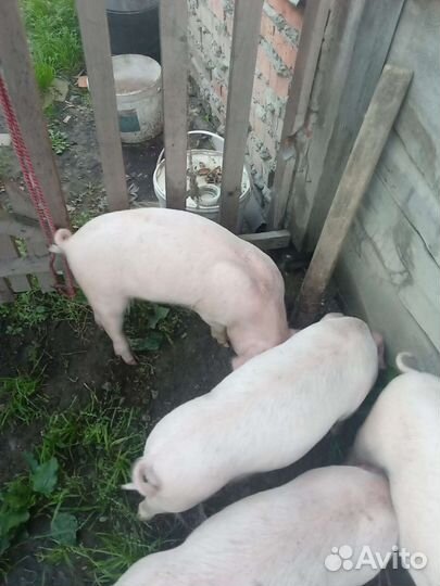 Поросенок ландрас+крупная белая