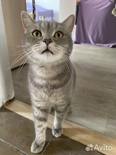 Британский кот