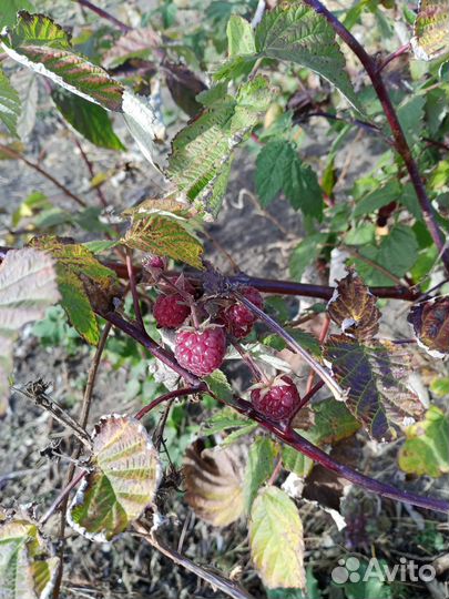 Малина ремонтантная