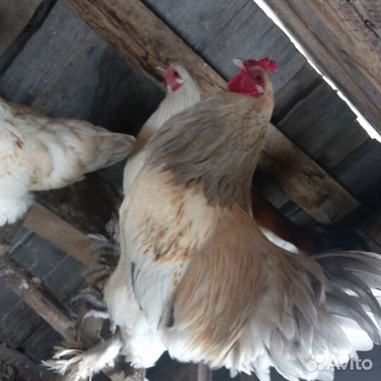 Петушок породистый, брама