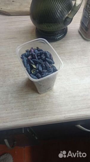 Жимолость ягоды свежие