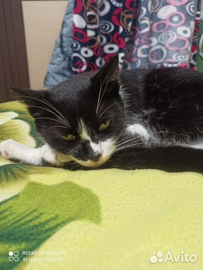 Кошка стерилизованная