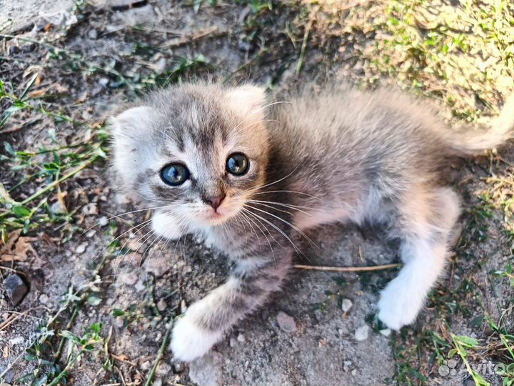 Котята отдам бесплатно